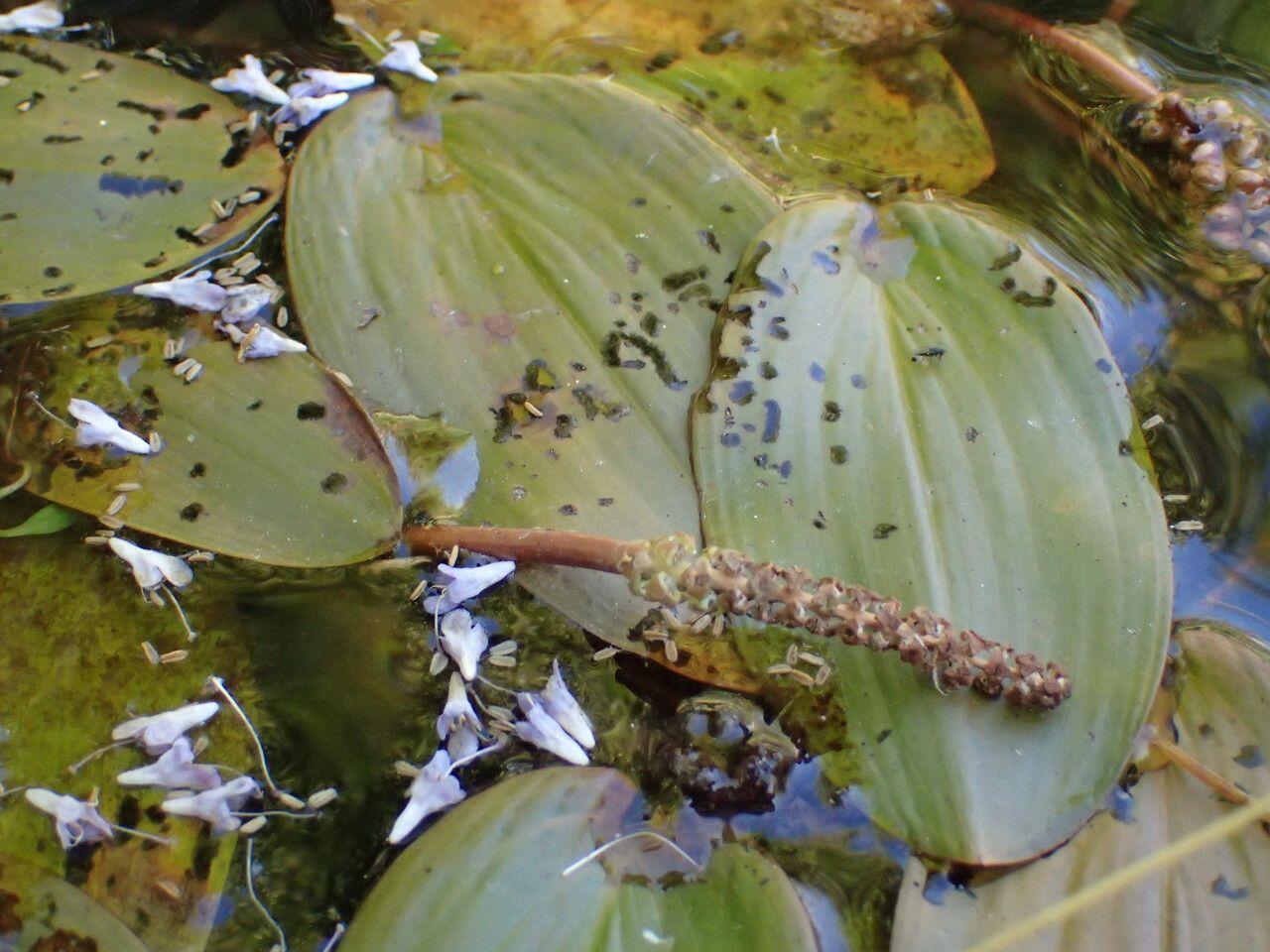 Potamogeton natans leaf