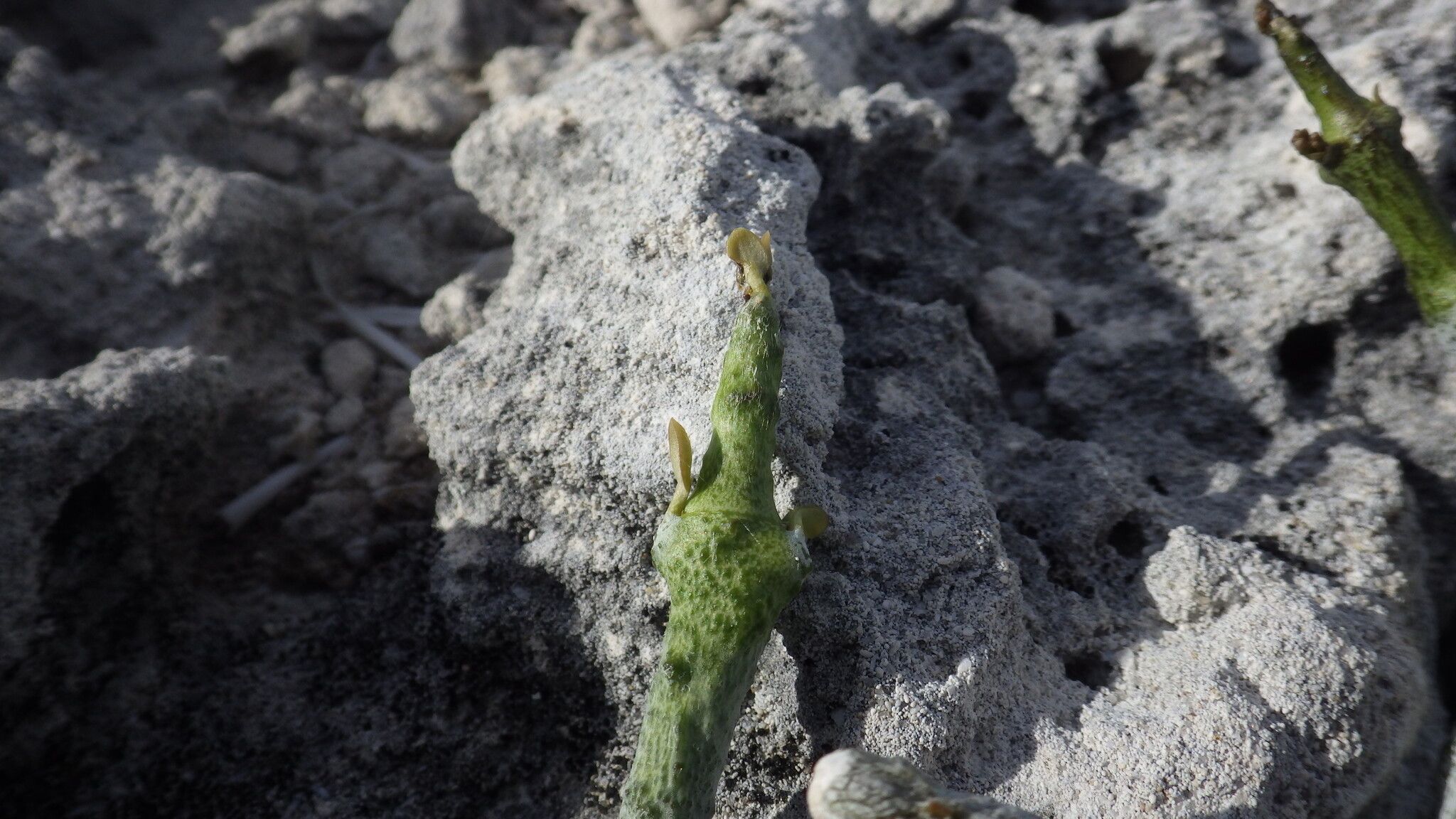 Cynanchum hardyi habit