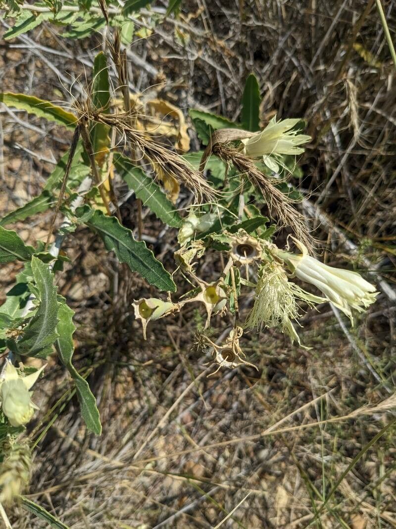 Mentzelia multiflora fruit