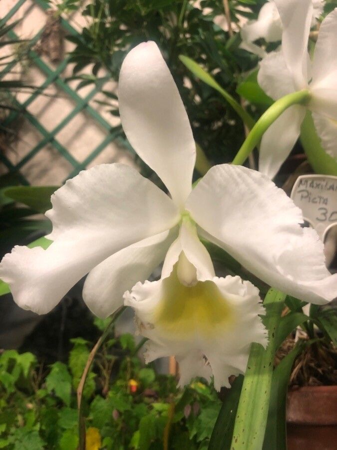 Cattleya trianae flower