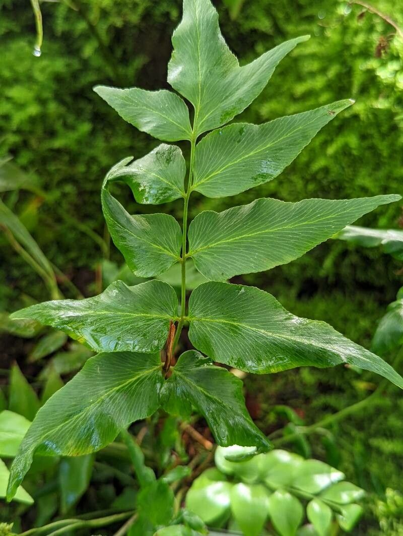 Anemia mexicana leaf