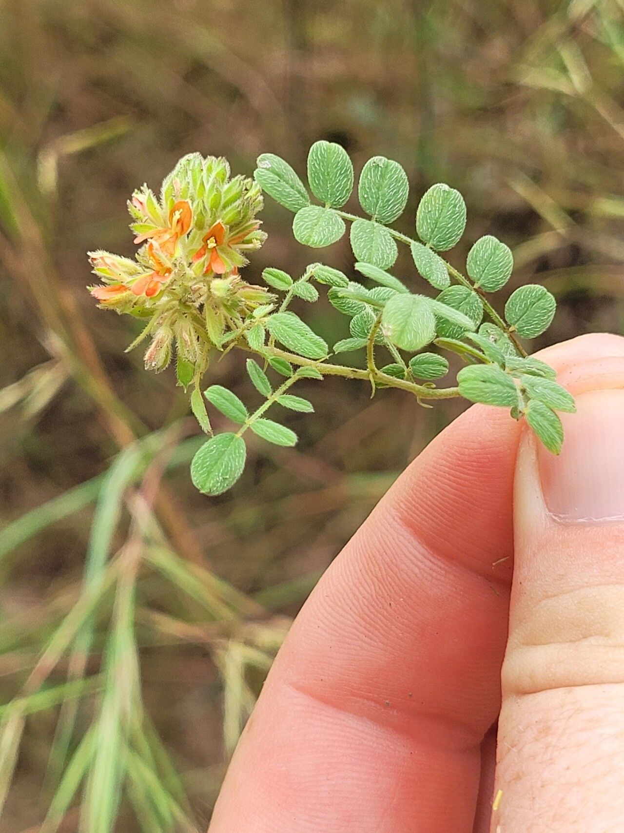 Indigofera bracteolata flower