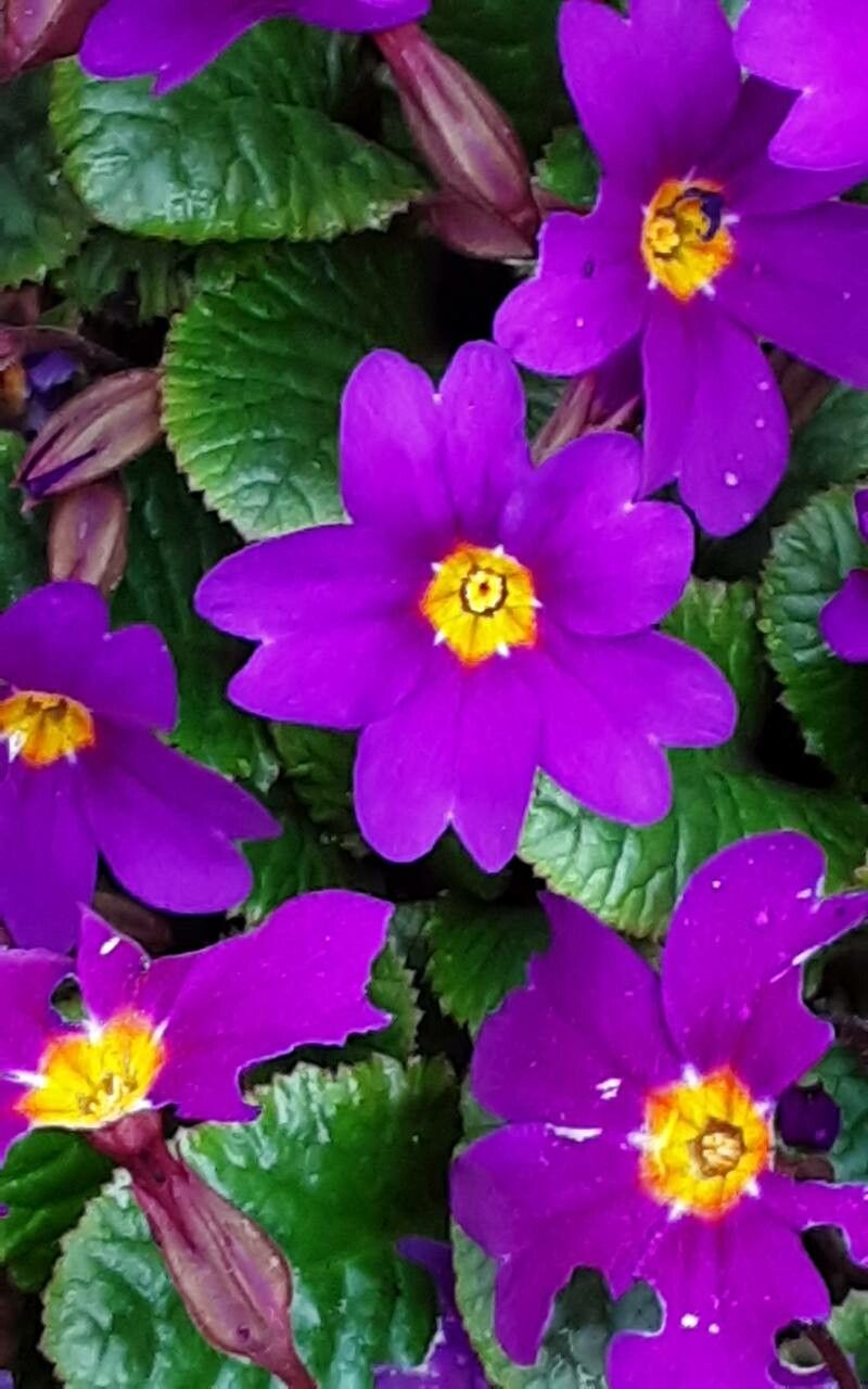 Primula juliae flower