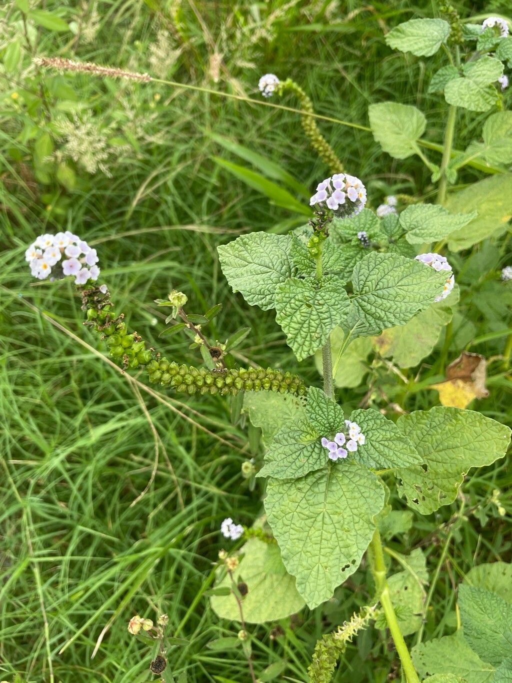 Heliotropium elongatum flower