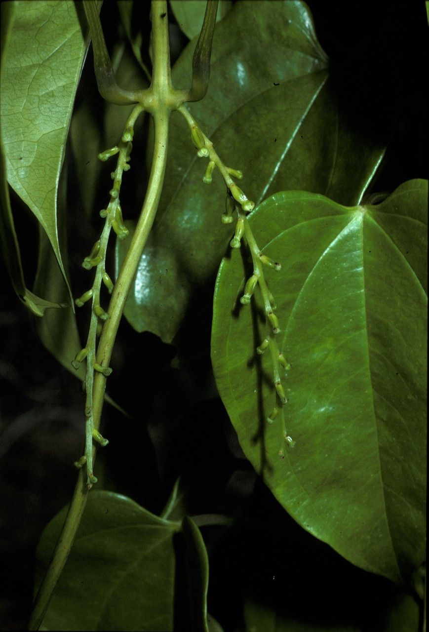 Dioscorea cayenensis flower