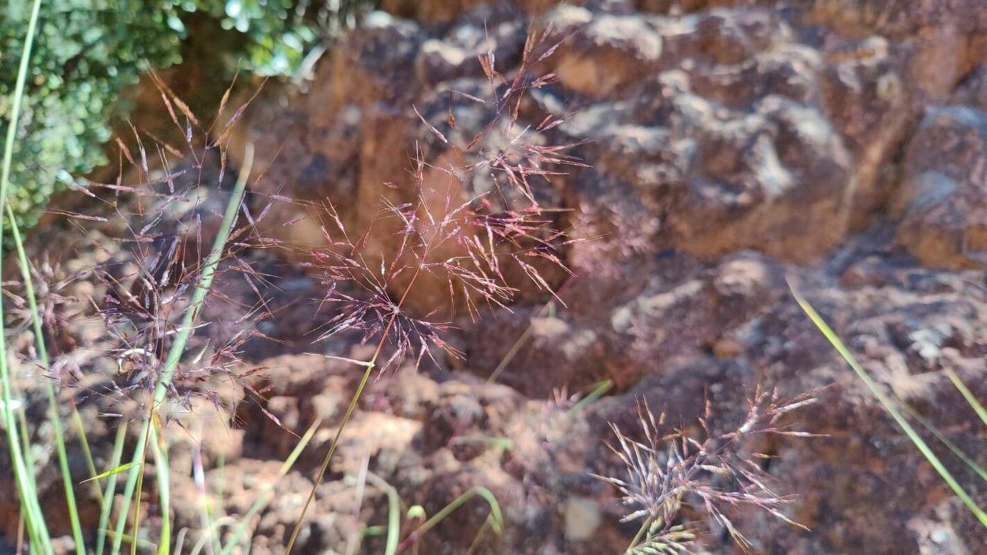 Melinis minutiflora flower