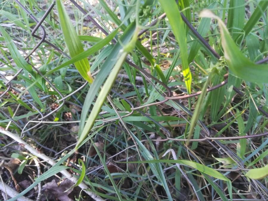 Lathyrus annuus fruit
