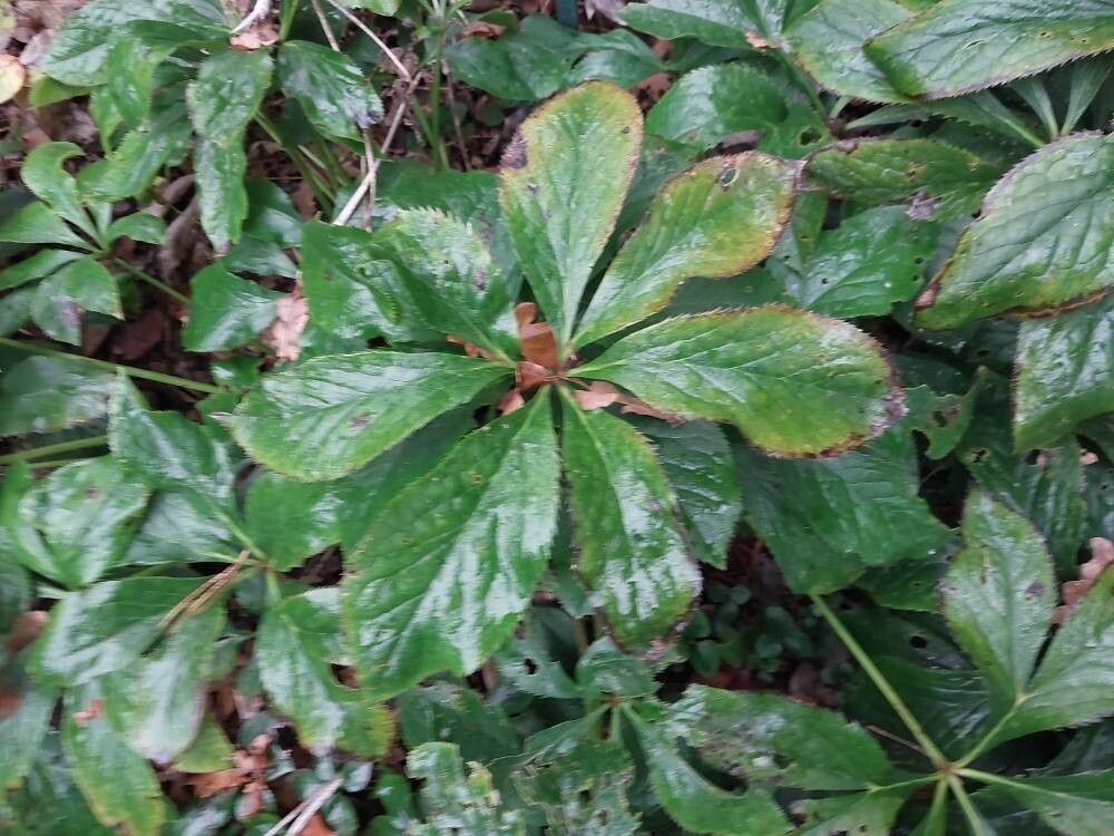 Rhododendron × lochmium leaf