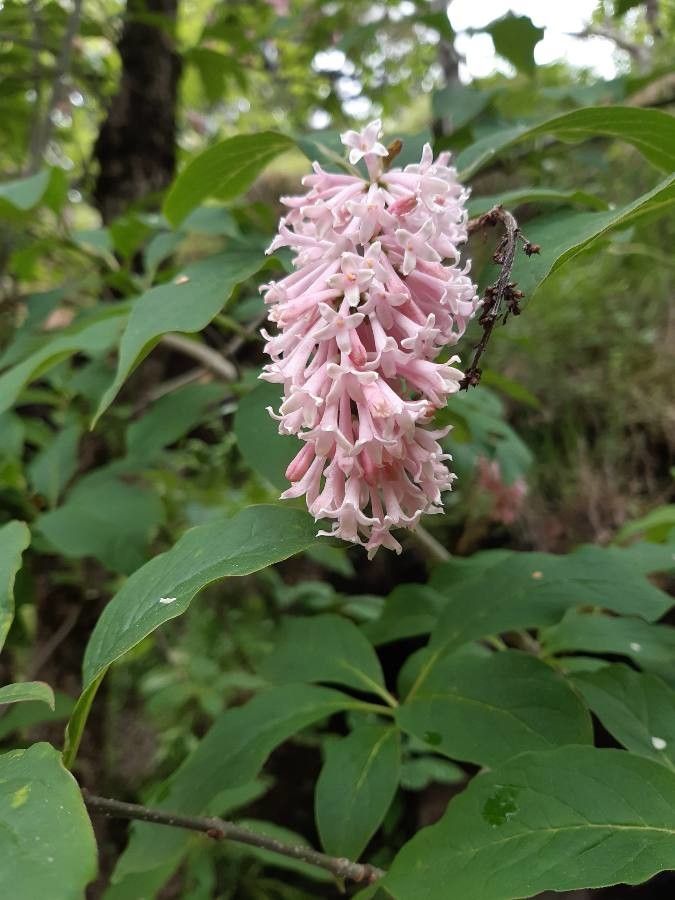 Syringa tomentella flower