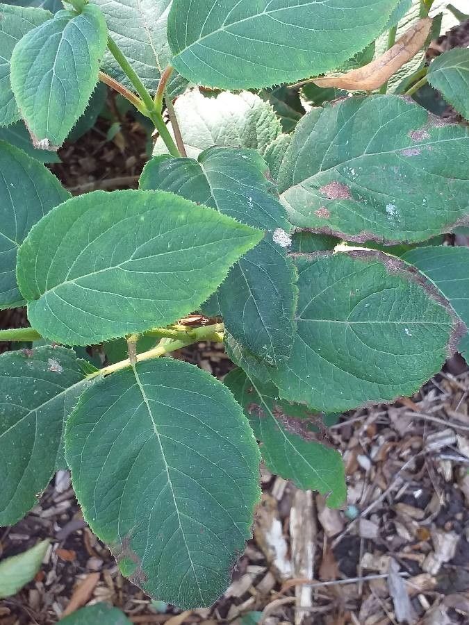 Hydrangea involucrata leaf