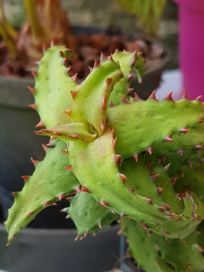Aloe castilloniae leaf