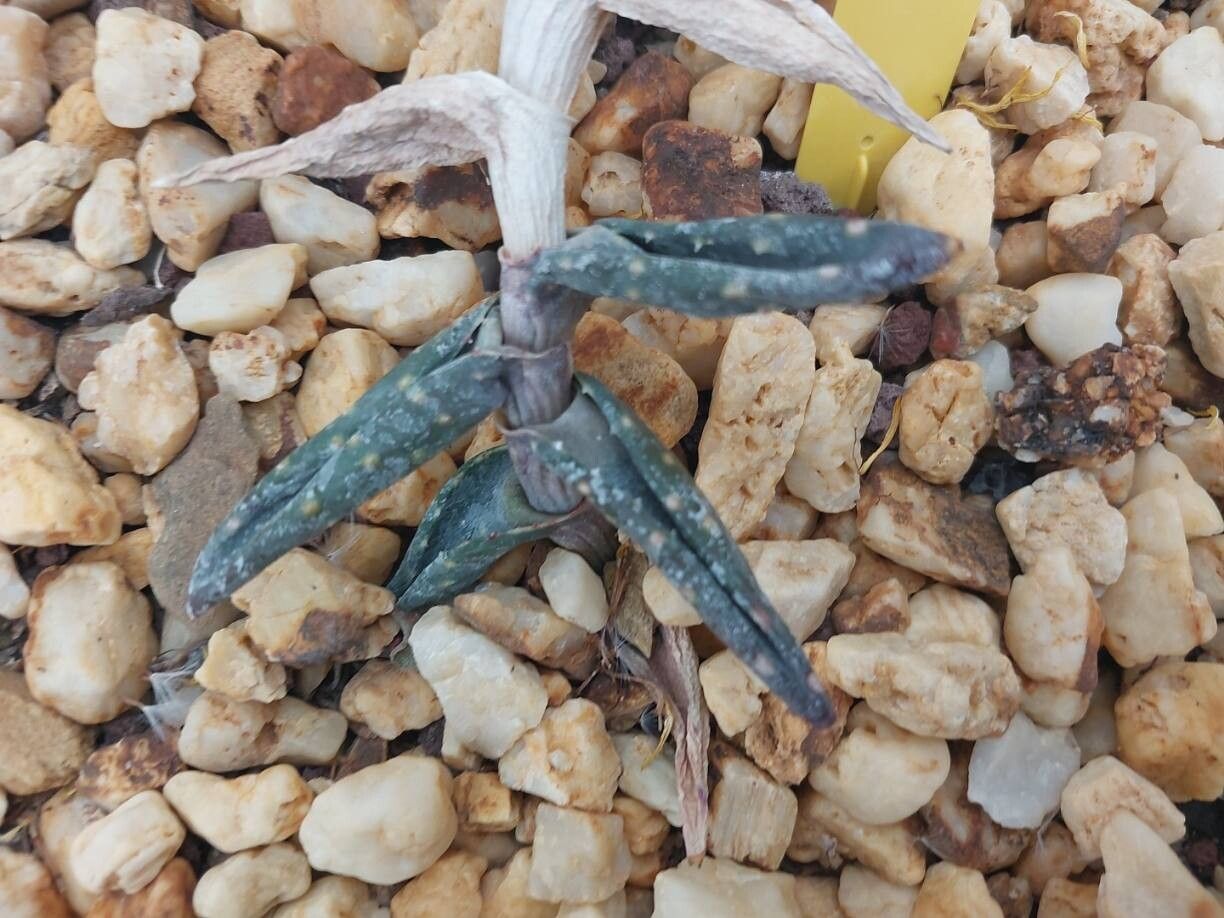 Aloe arenicola — houseplant care guide