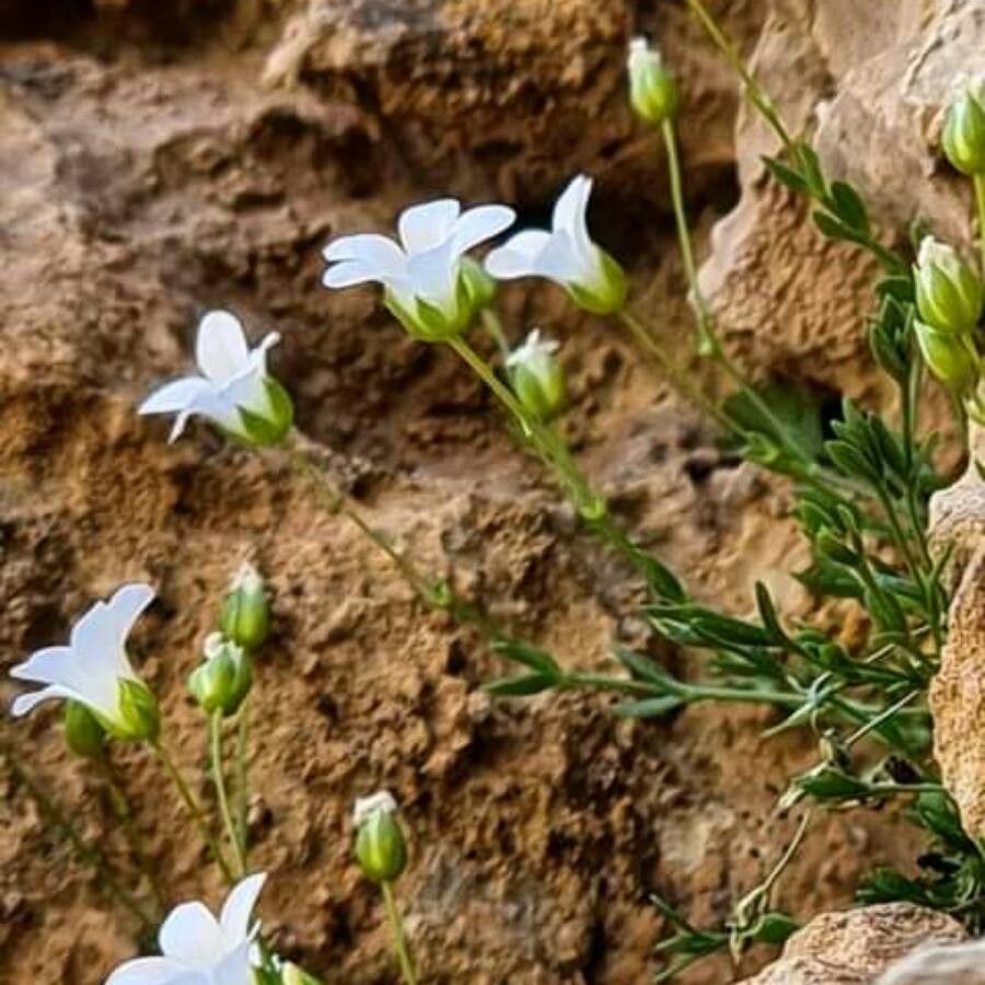 Arenaria libanotica — search result for 'Israel'