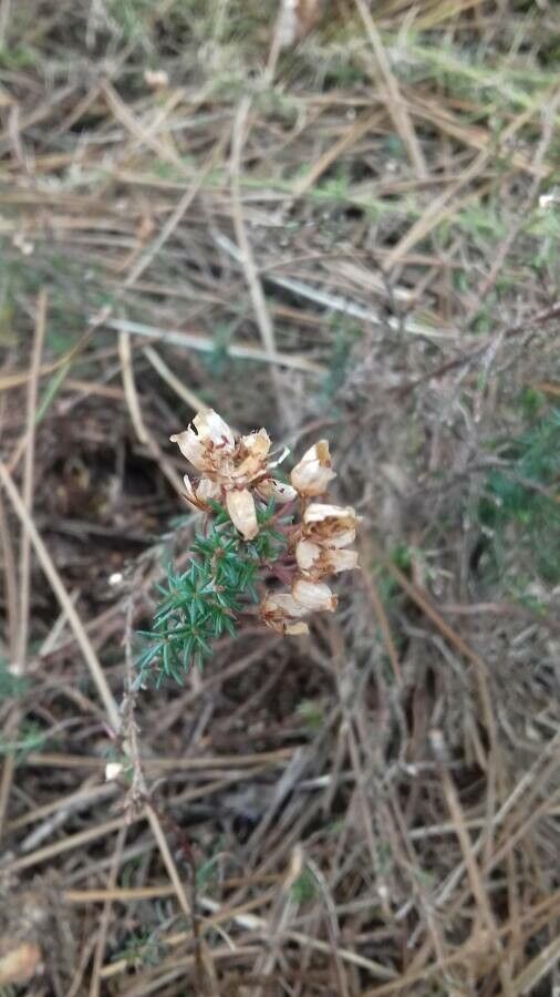 Erica cinerea fruit