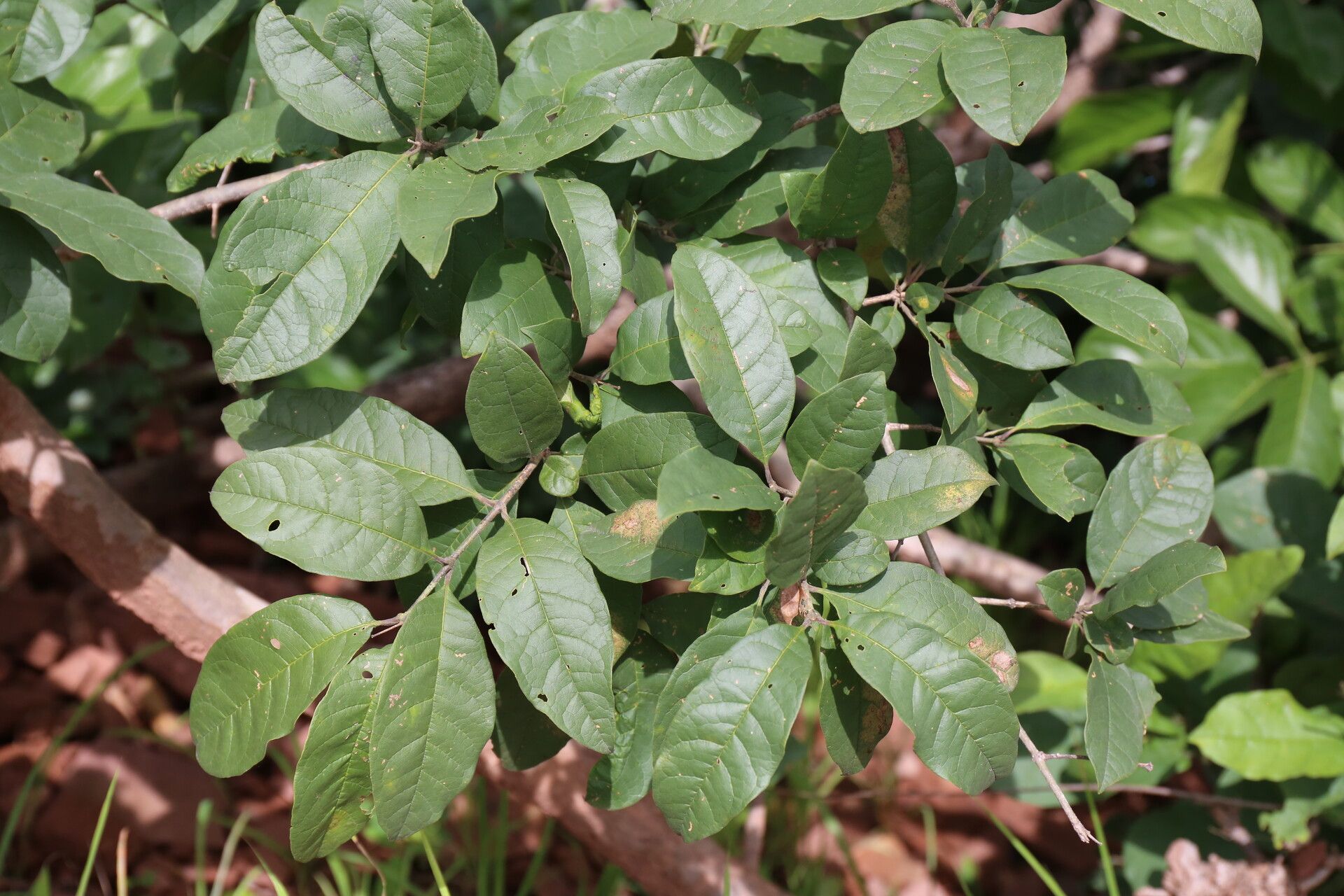 Schrebera trichoclada leaf