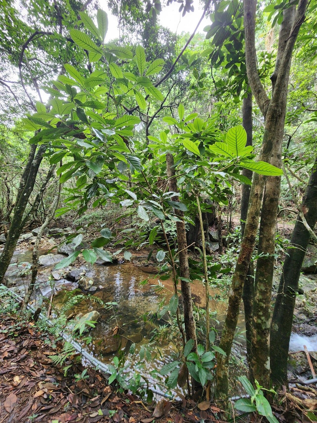 Lithocarpus haipinii habit