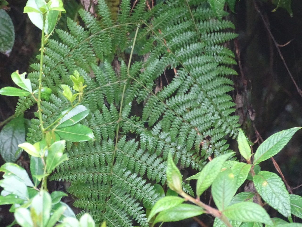 Hypolepis goetzei leaf