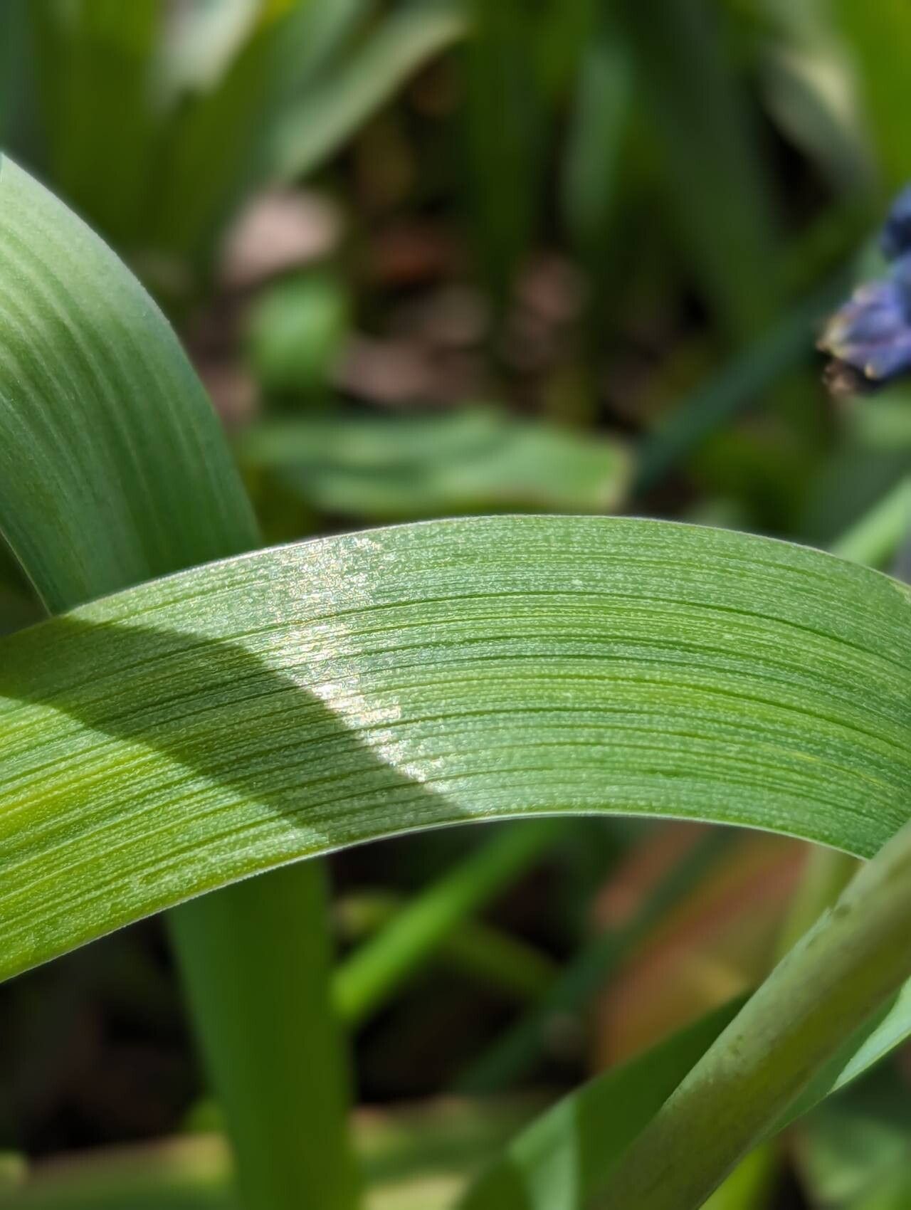 Bellevalia paradoxa — search result for 'Bellevalia'