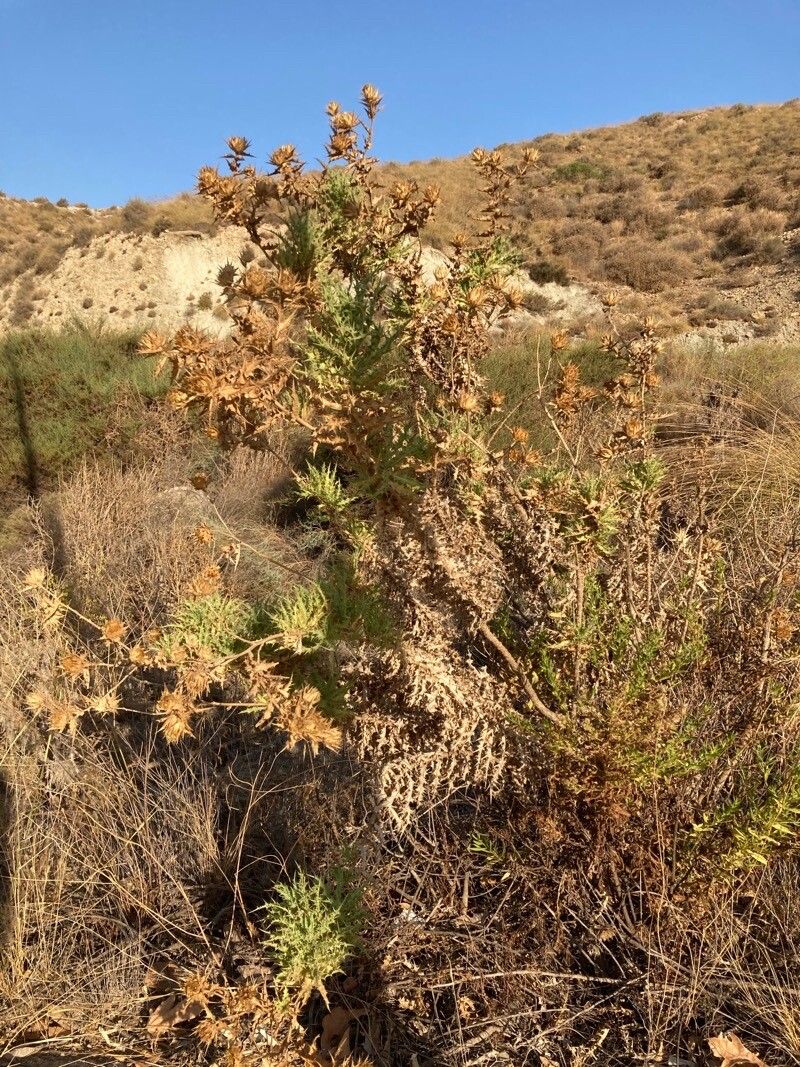 Carthamus arborescens habit
