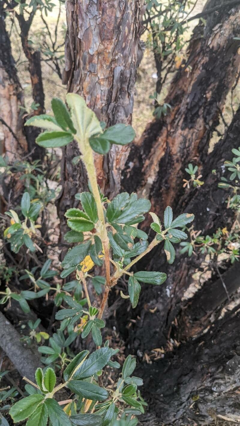 Polylepis racemosa leaf