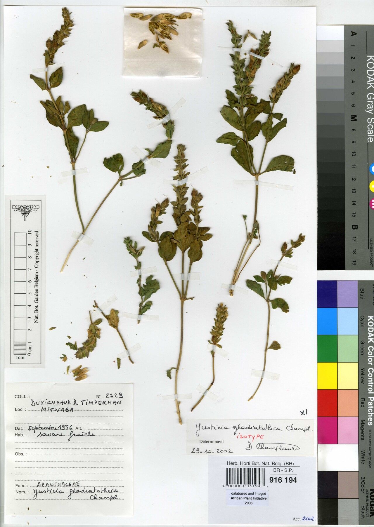 Justicia gladiatotheca — houseplant care guide