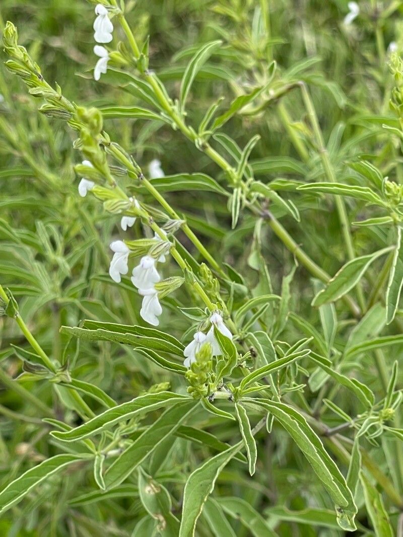 Salvia reflexa habit