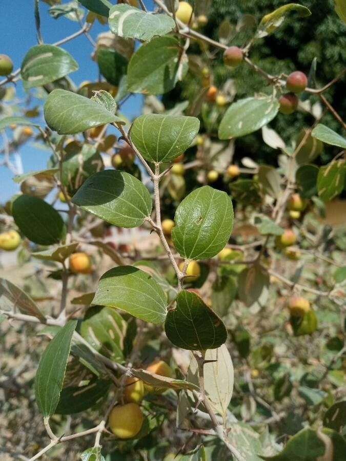 Ziziphus mauritiana leaf