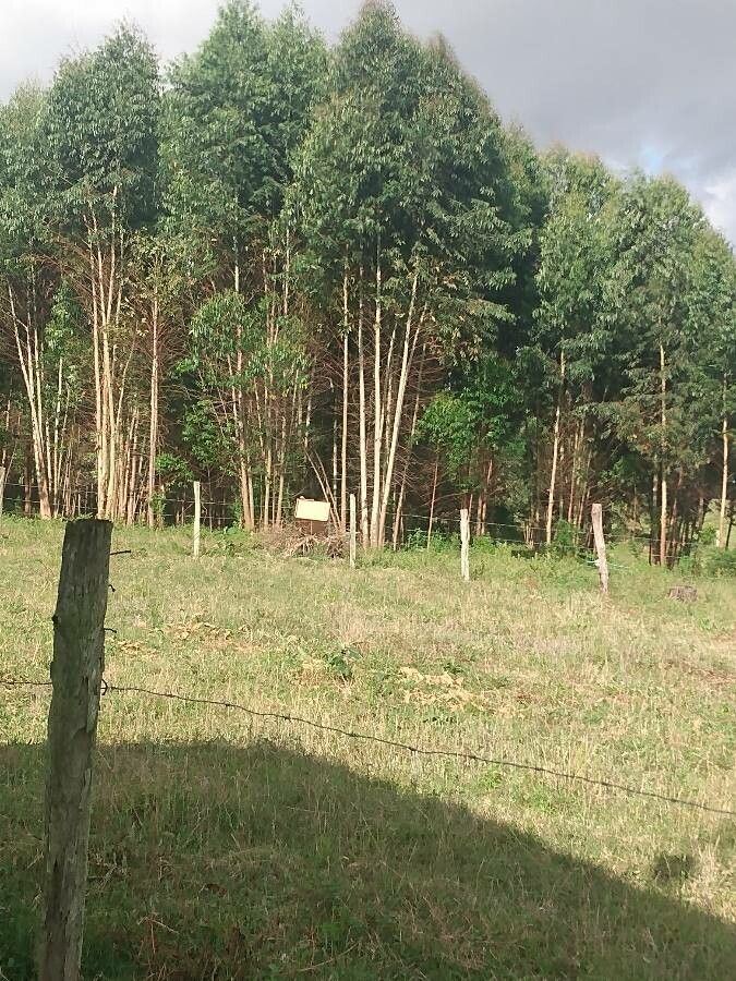 Eucalyptus grandis leaf