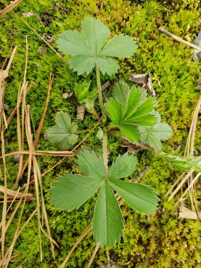 Potentilla canadensis — search result for 'Potentilla'