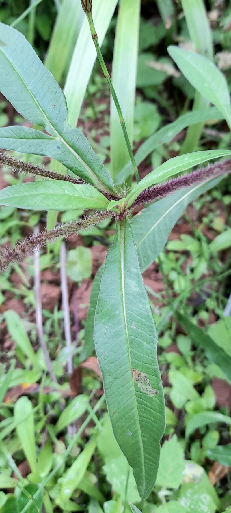 Cosmos peucedanifolius — houseplant care guide