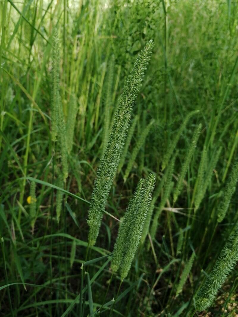 Phleum phleoides flower