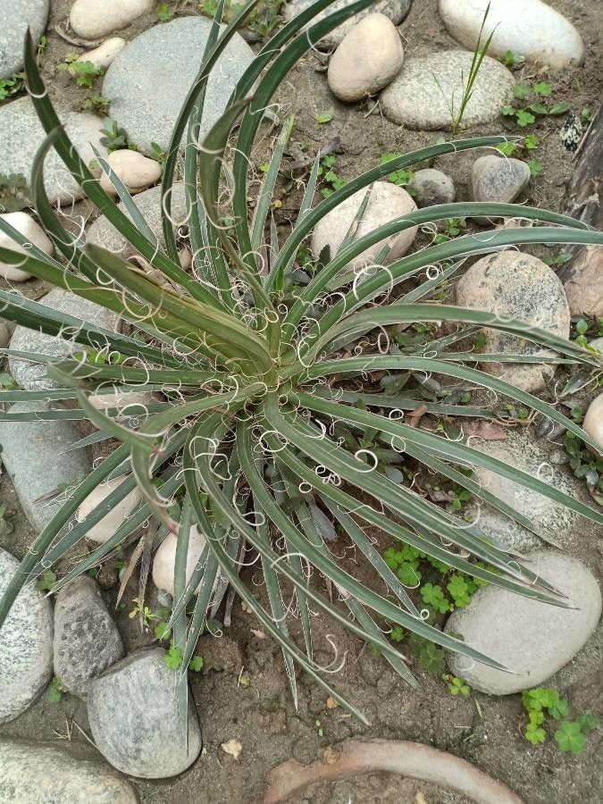 Yucca harrimaniae — search result for 'Yucca'