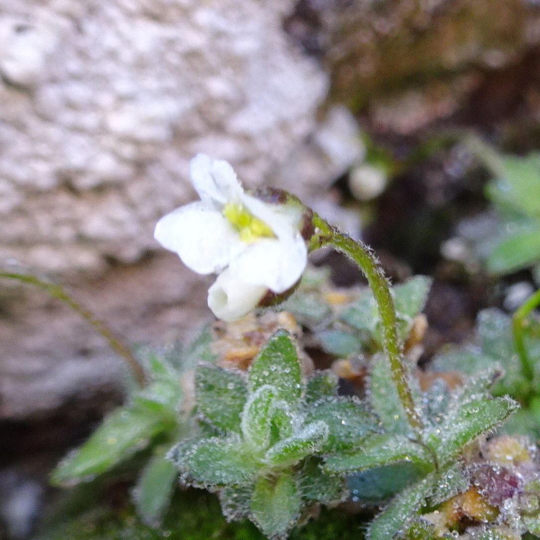 Draba dubia flower