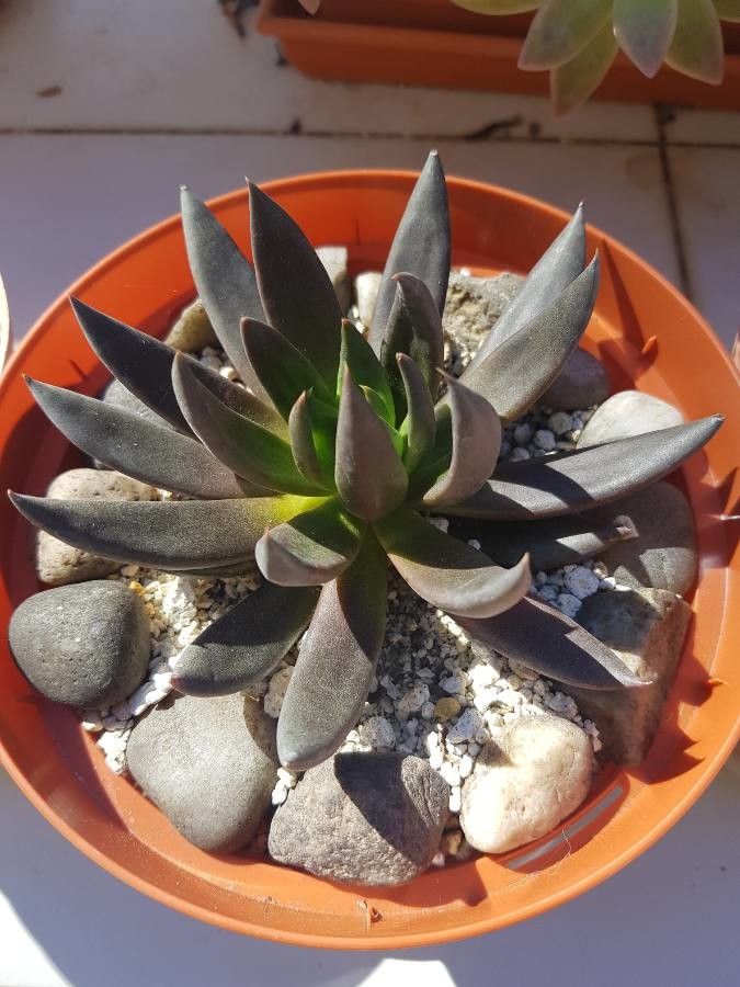 Echeveria affinis habit