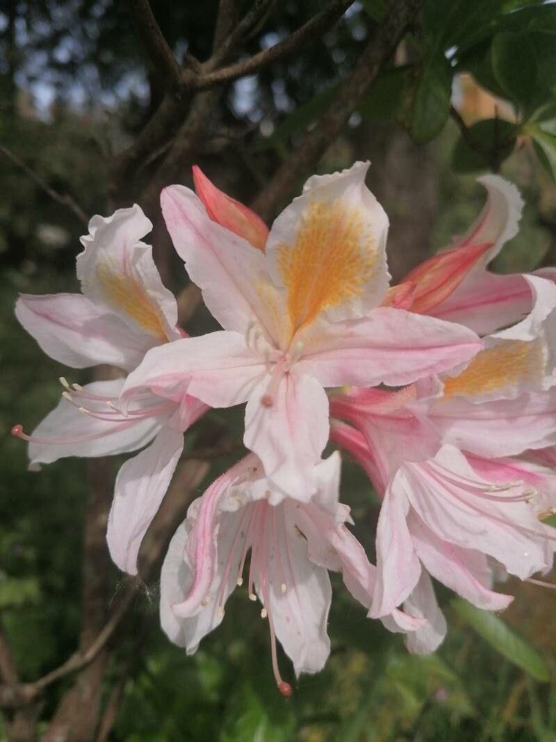 Rhododendron occidentale flower