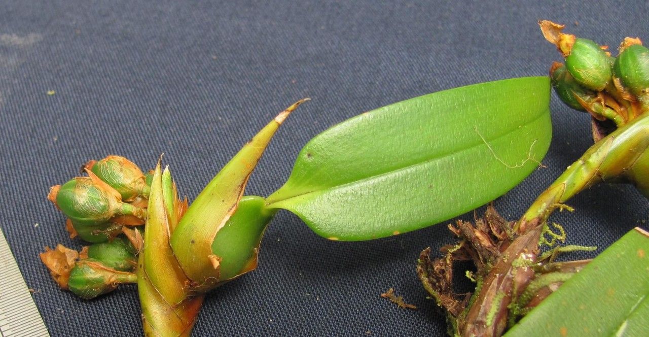 Camaridium horichii — houseplant care guide