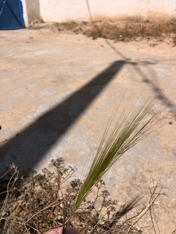 Stipella capensis fruit