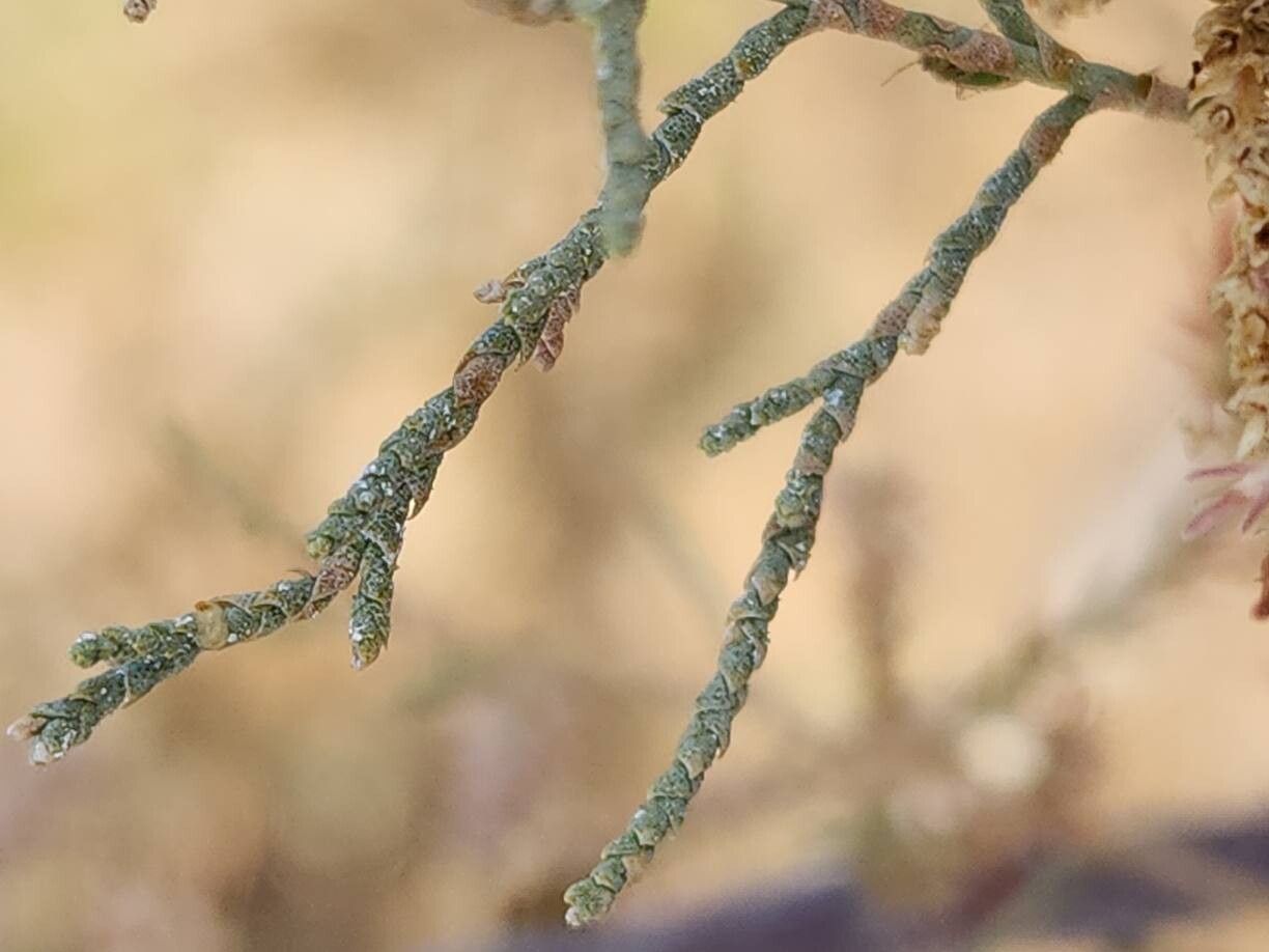 Tamarix mascatensis — search result for 'Tamarix'