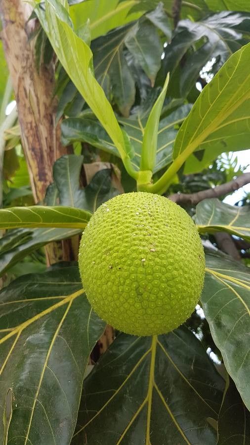 Artocarpus altilis fruit