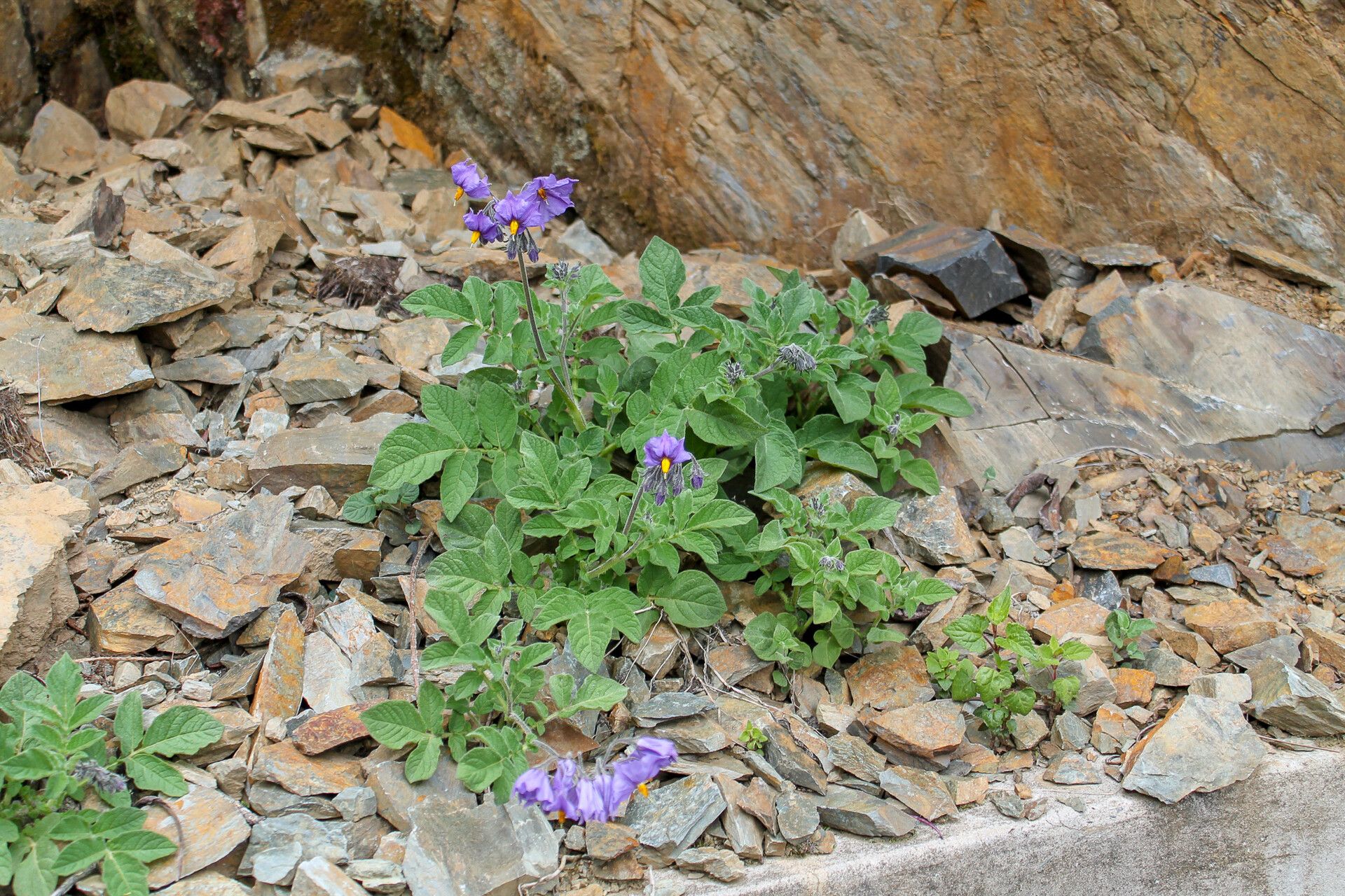 Solanum candolleanum — houseplant care guide