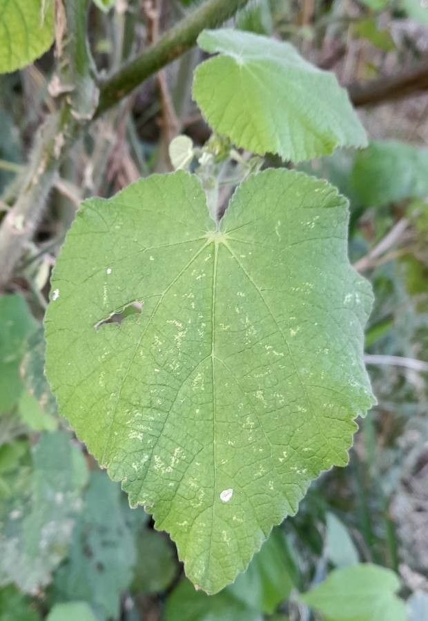 Abutilon grandifolium — repeat bloomer houseplant