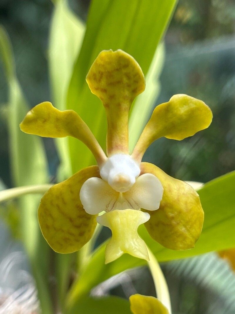 Vanda brunnea