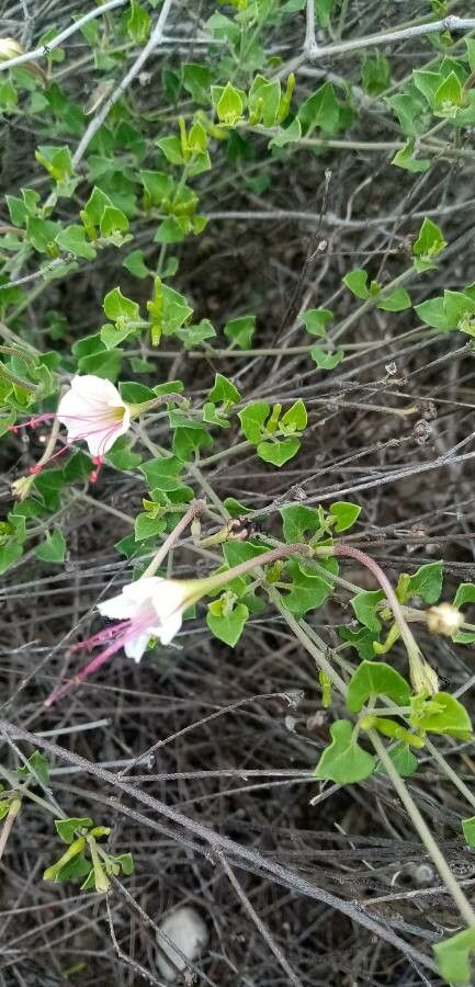 Acleisanthes longiflora leaf