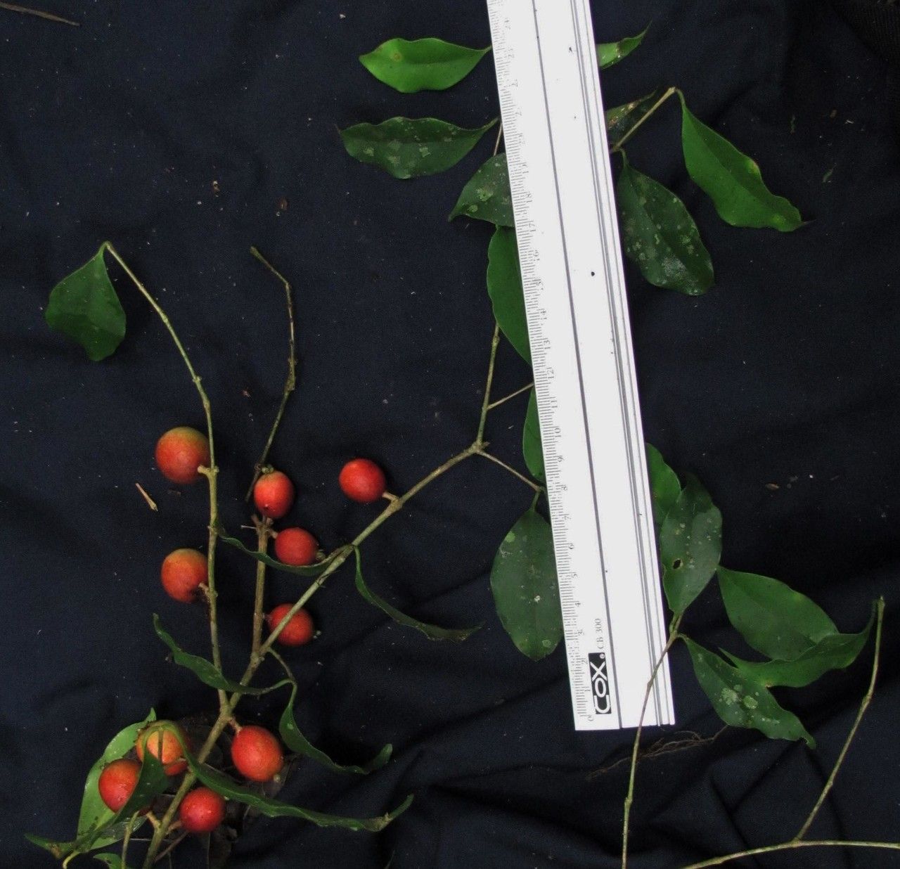 Eugenia gomezii other