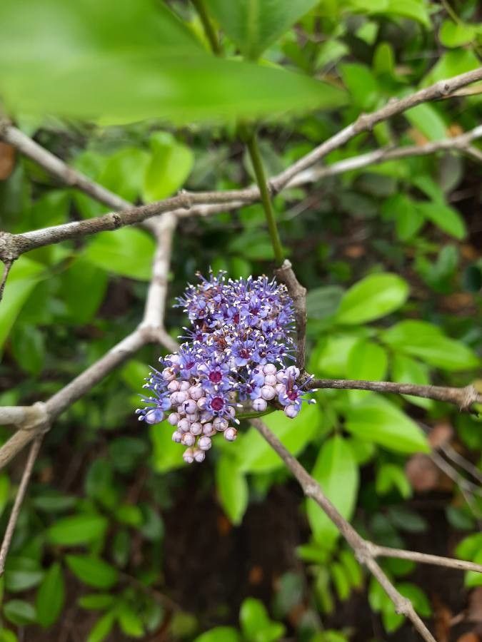 Embelia ribes flower