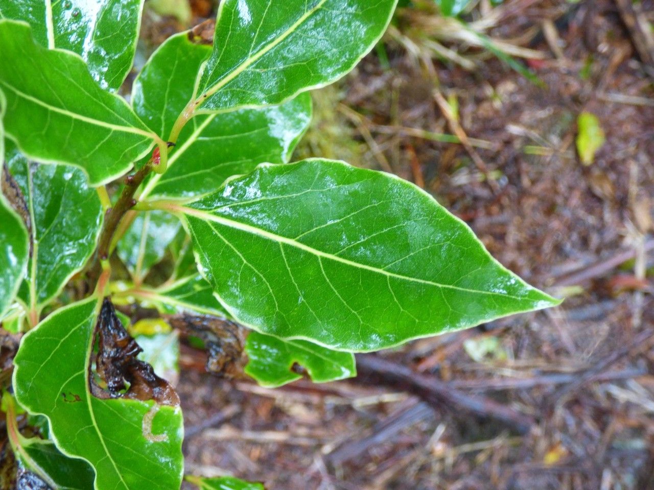 Ocotea obtusata — search result for 'Ocotea'