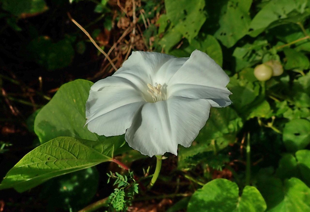 Merremia peltata flower