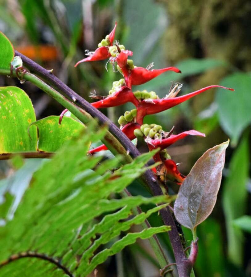 Heliconia monteverdensis fruit