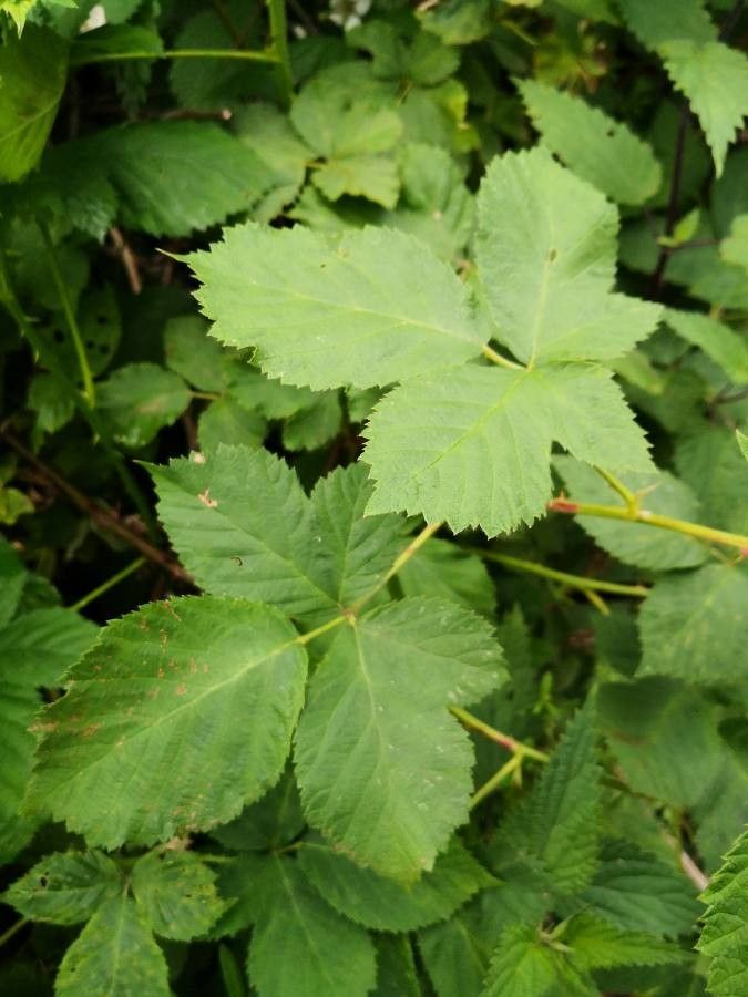 Rubus canescens leaf