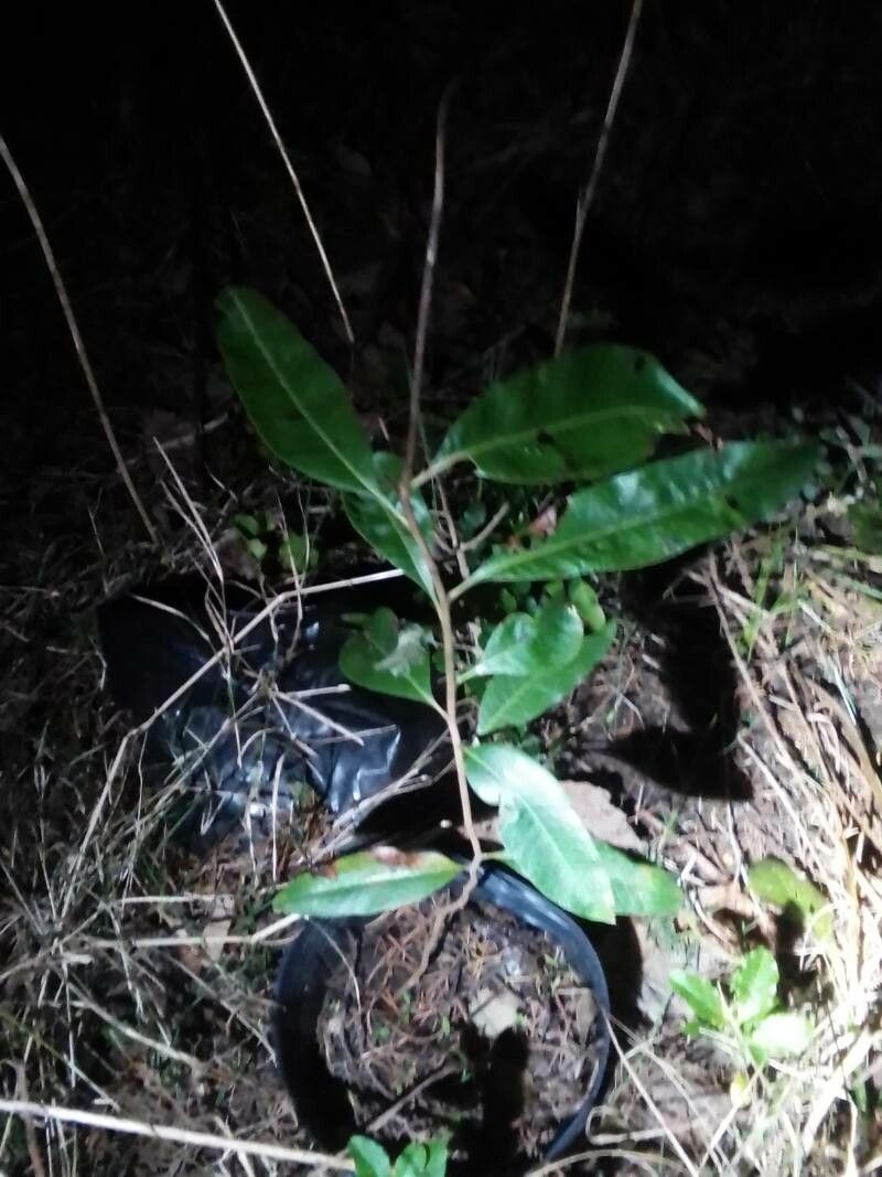 Drypetes deplanchei — houseplant care guide